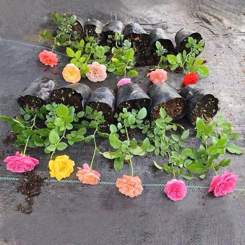 月季花爬藤欧月大花浓香玫瑰四季盆栽藤本蔷薇爬藤庭院花卉