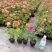 月季花爬藤欧月大花浓香玫瑰四季盆栽藤本蔷薇爬藤庭院花卉