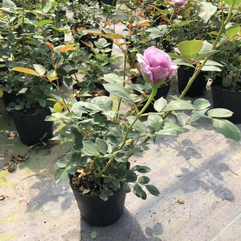 月季花爬藤欧月大花浓香玫瑰四季盆栽藤本蔷薇爬藤庭院花卉