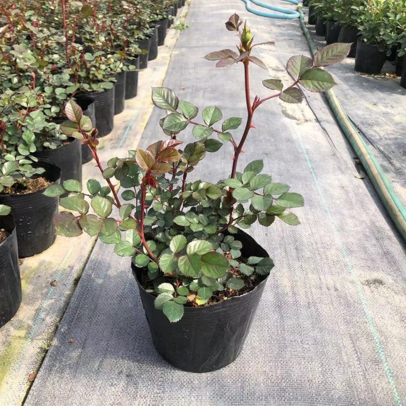 月季花爬藤欧月大花浓香玫瑰四季盆栽藤本蔷薇爬藤庭院花卉
