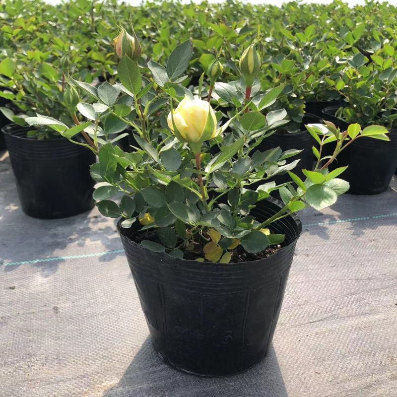 月季花爬藤欧月大花浓香玫瑰四季盆栽藤本蔷薇爬藤庭院花卉