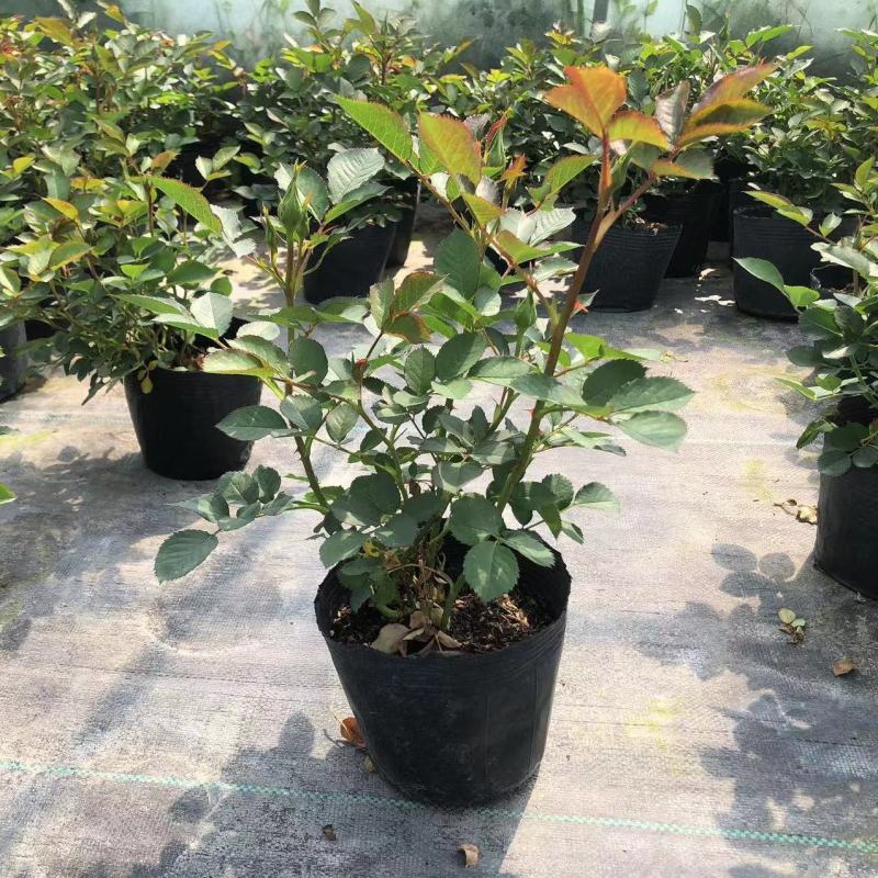 月季花爬藤欧月大花浓香玫瑰四季盆栽藤本蔷薇爬藤庭院花卉