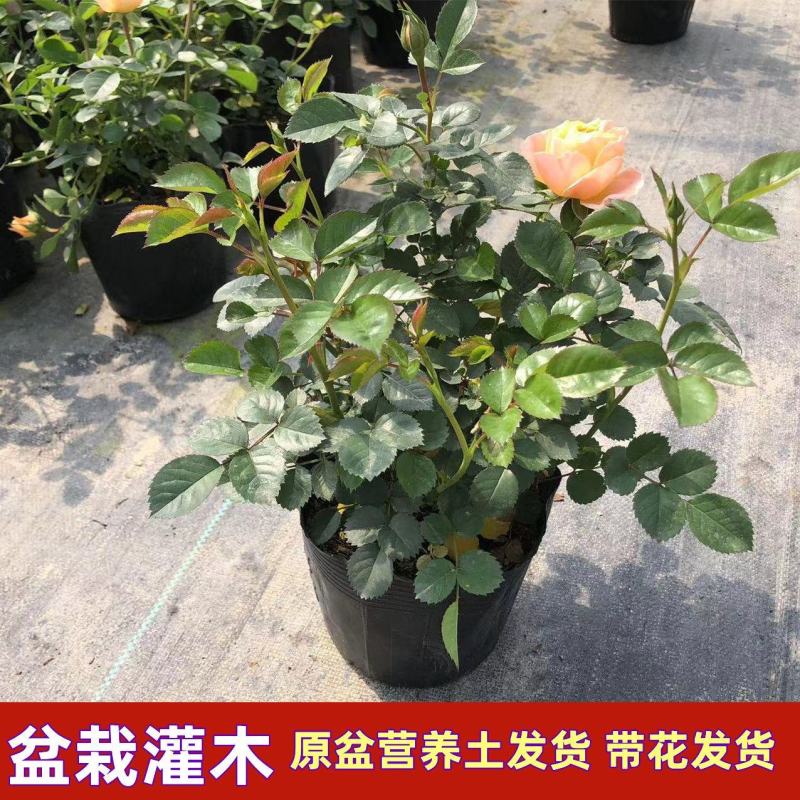 月季花爬藤欧月大花浓香玫瑰四季盆栽藤本蔷薇爬藤庭院花卉