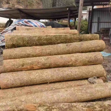 金丝楠木
