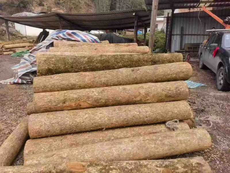 金丝楠木