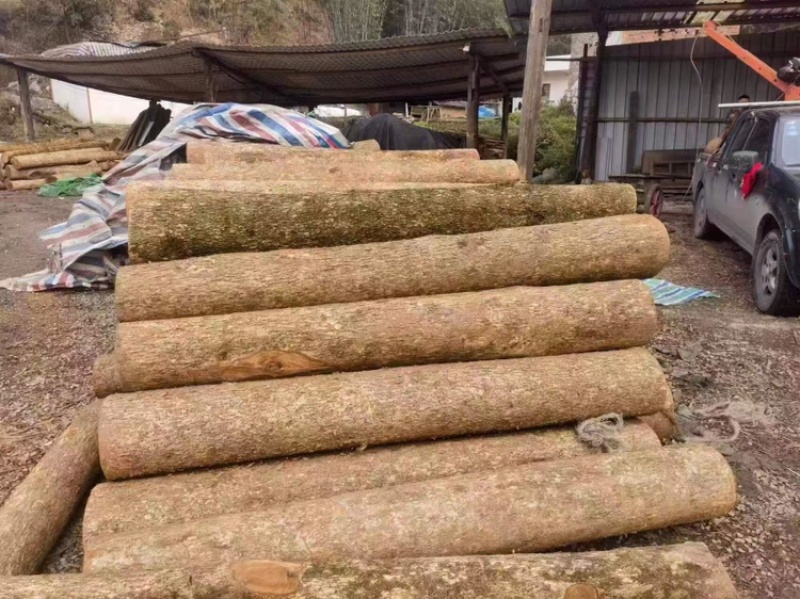 金丝楠木