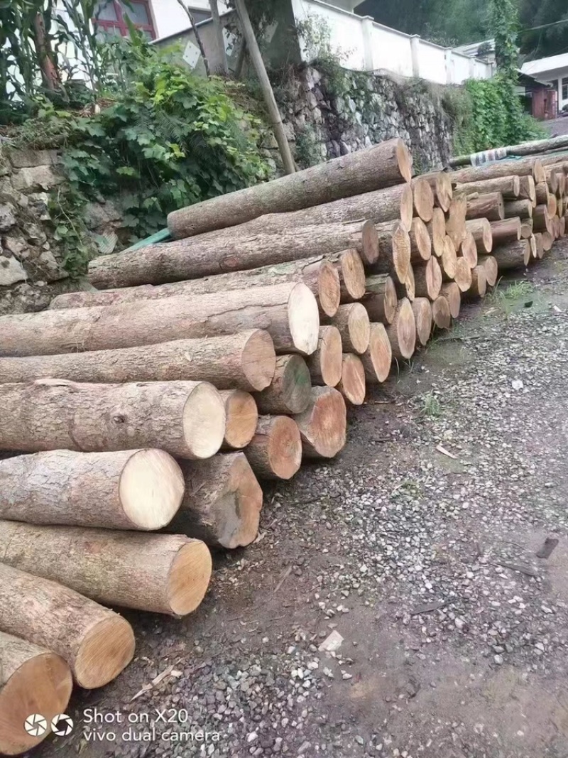 金丝楠木