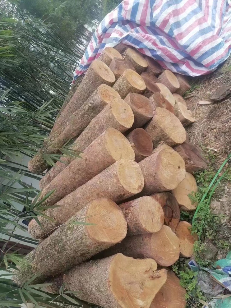 金丝楠木