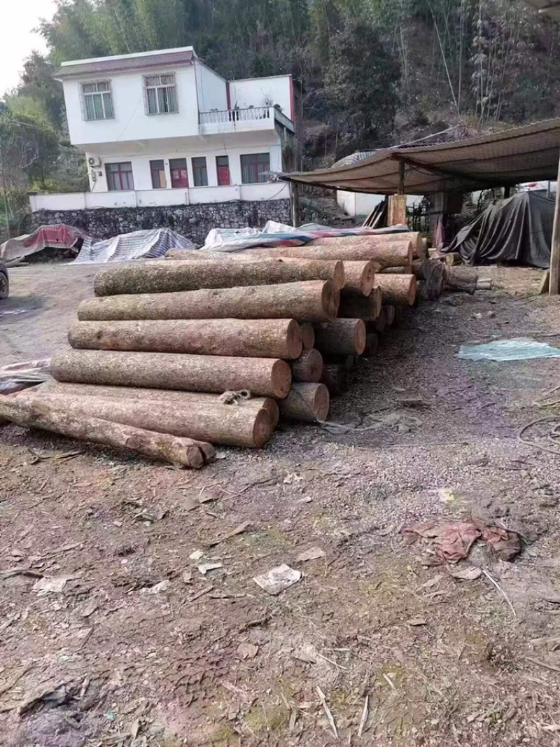 金丝楠木
