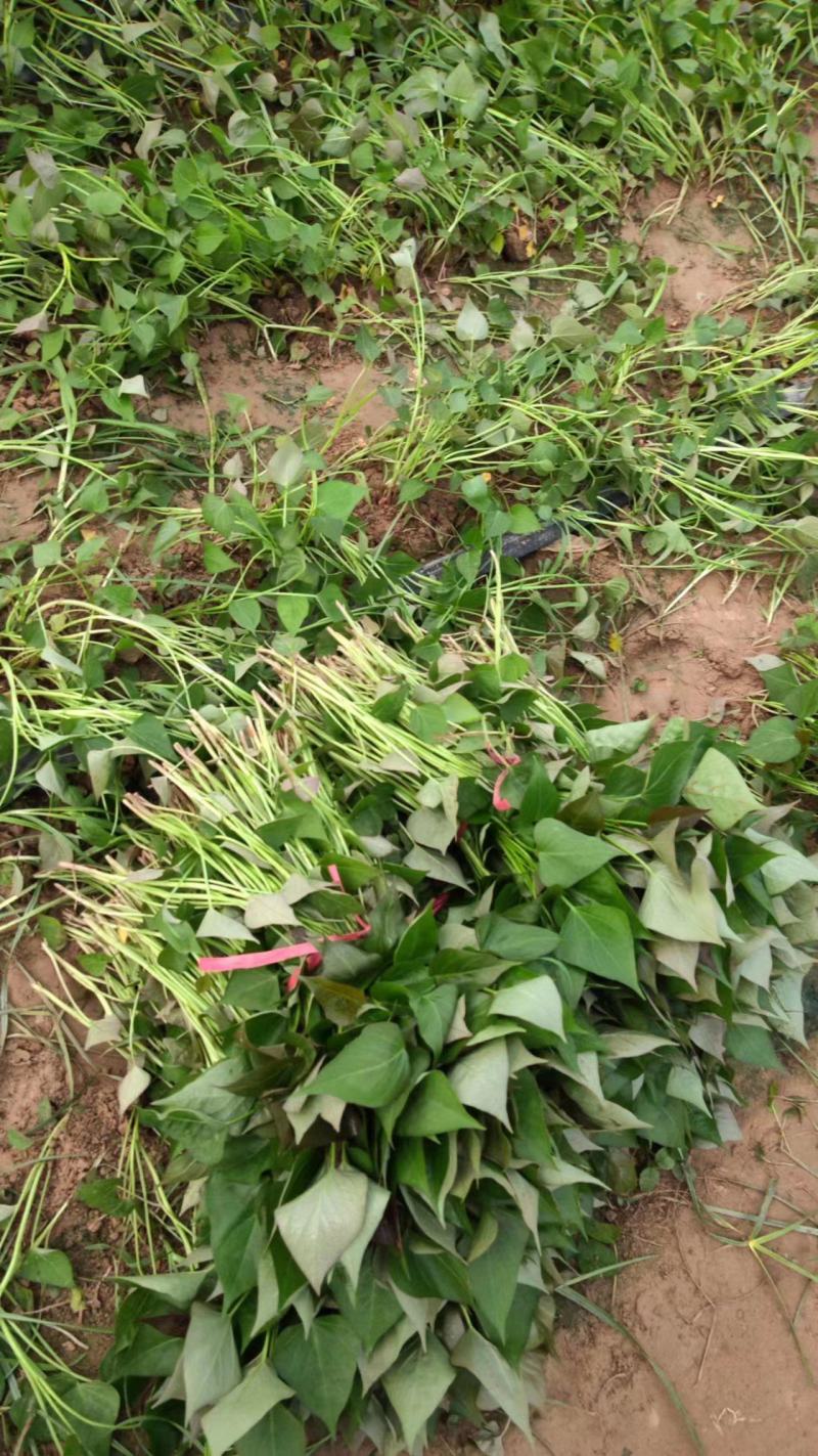 大量出售优质红薯苗-西瓜红红薯苗烟薯25，品质保证，来电