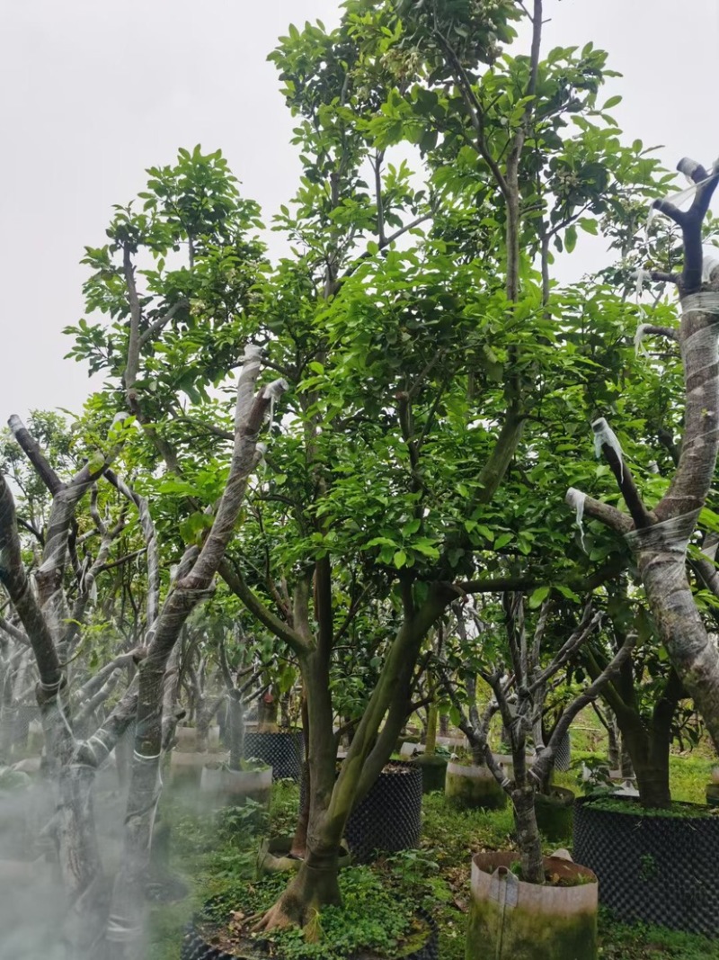 柚子树