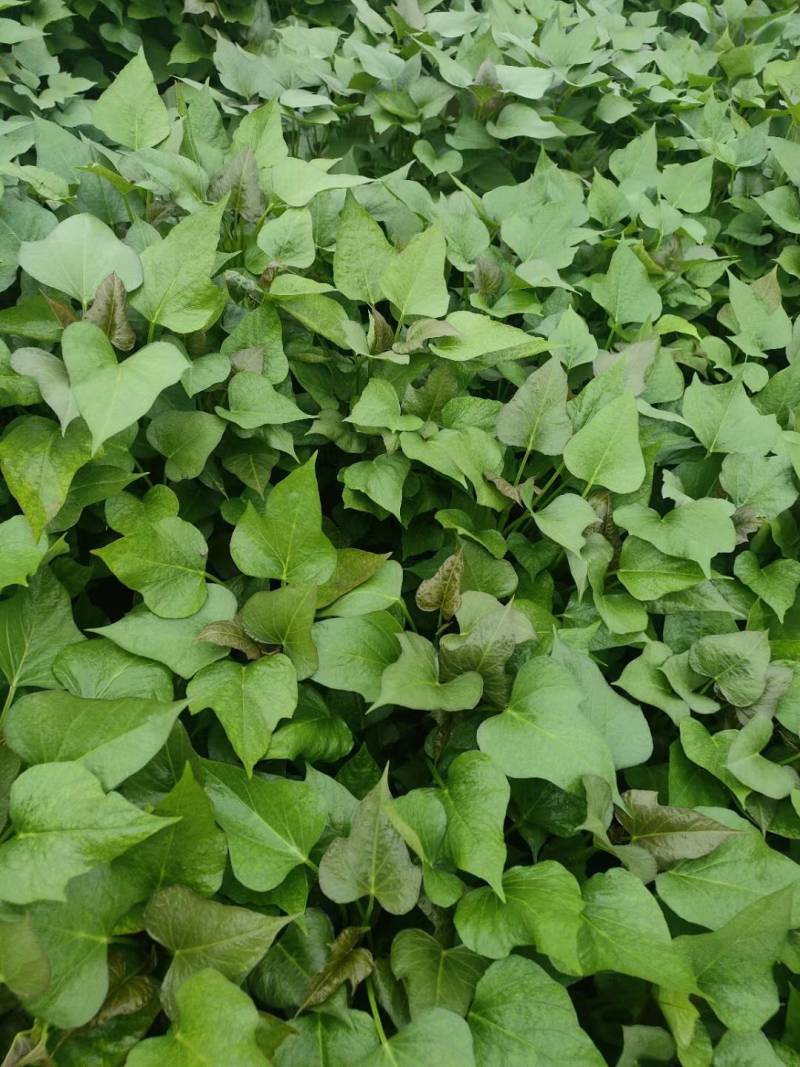 商19.西瓜红，烟25.玛莎丽，济25.紫薯，基地直发