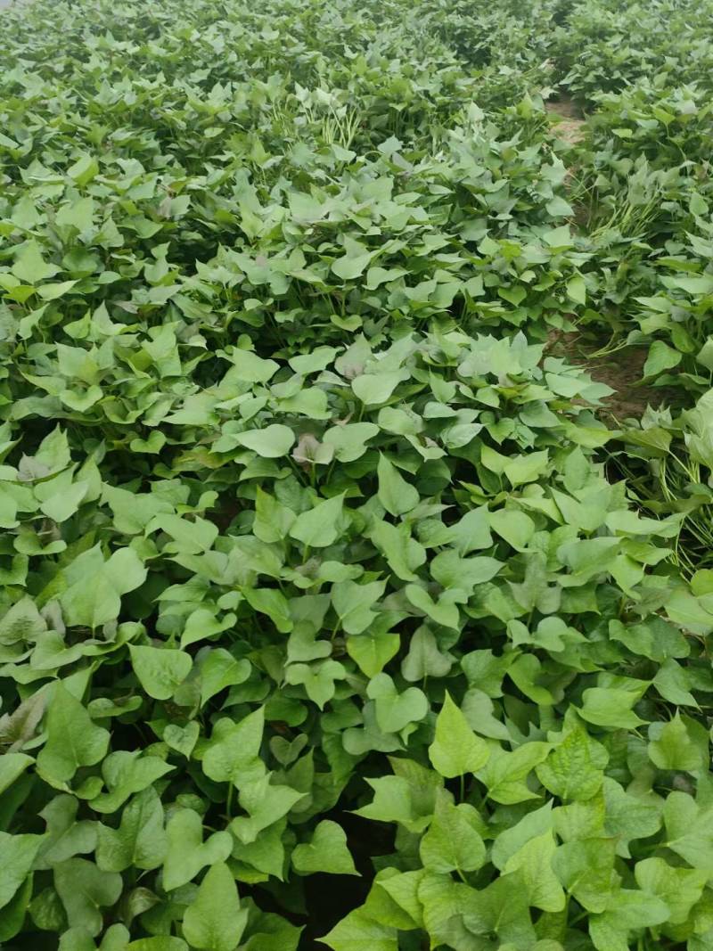 商19.西瓜红，烟25.玛莎丽，济25.紫薯，基地直发