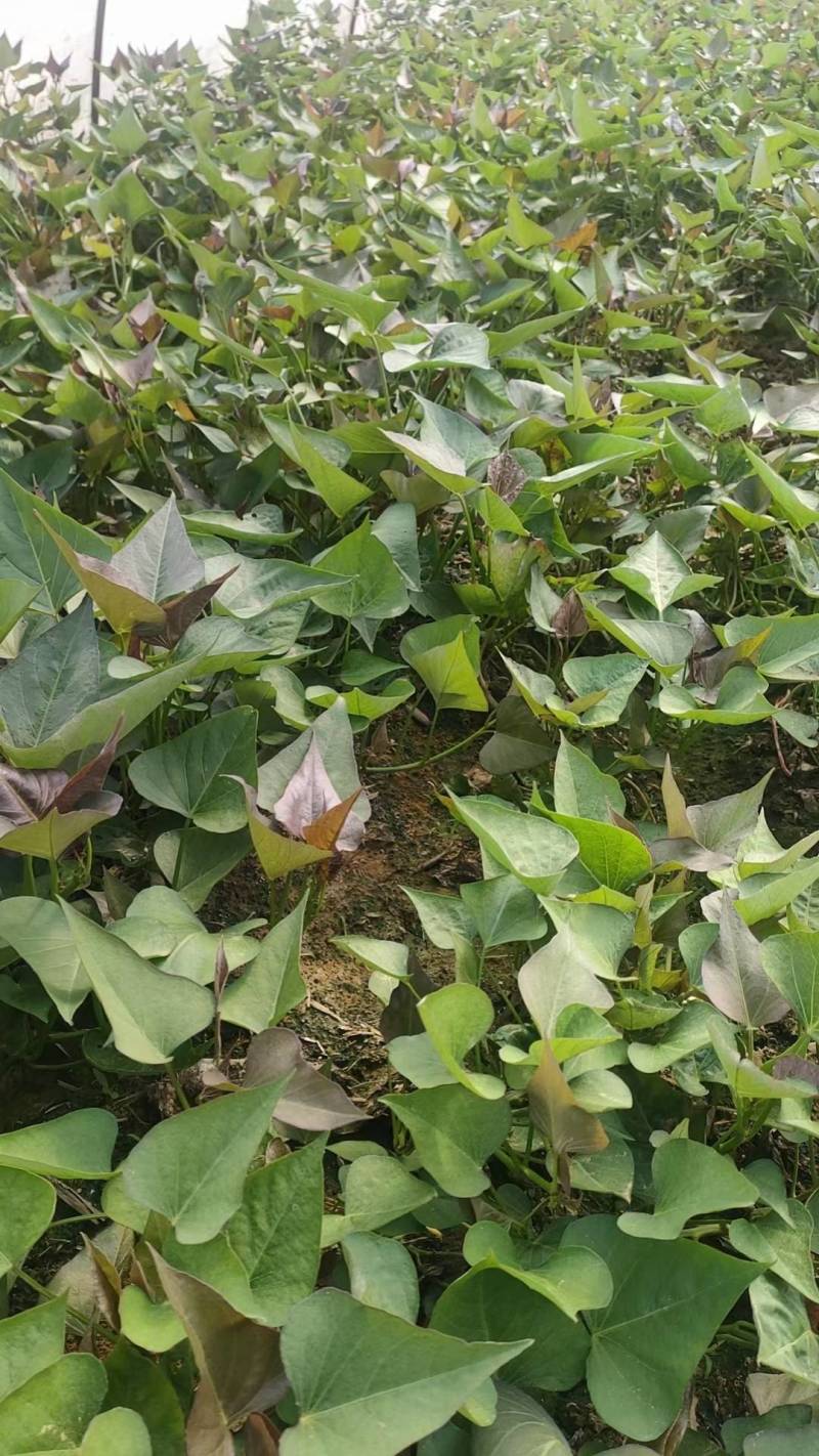 商19.西瓜红，烟25.玛莎丽，济25.紫薯，基地直发