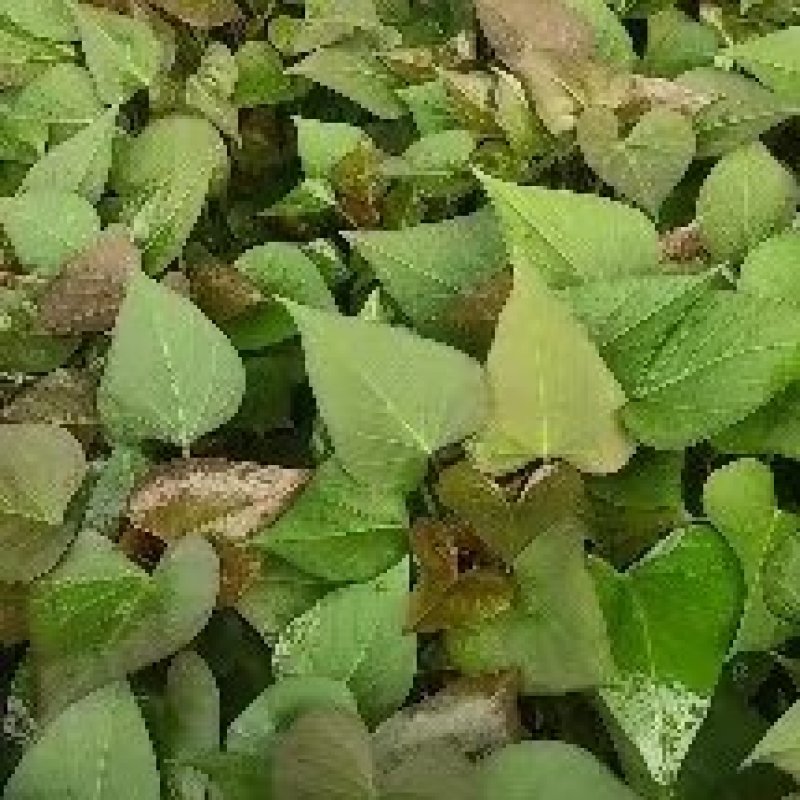 大量出售优质红薯苗-龙薯苗烟薯25，品质保证，欢迎来电
