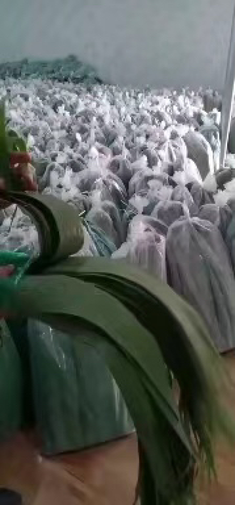 粽叶，芦苇叶