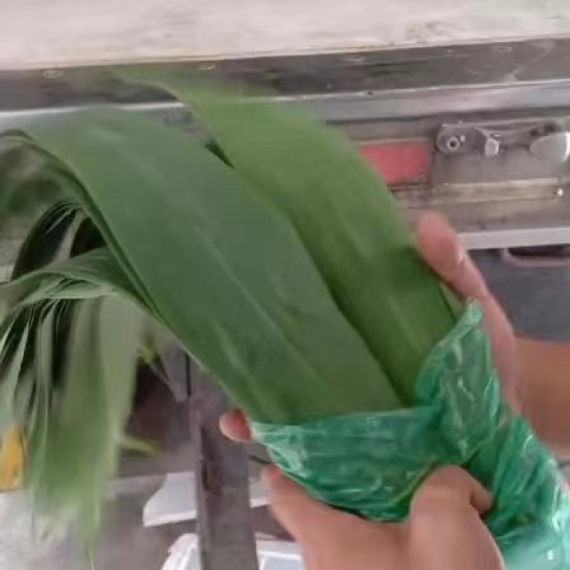粽叶，芦苇叶