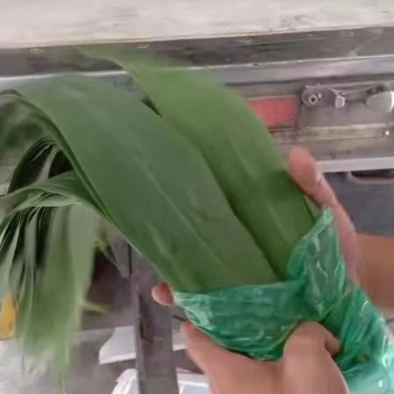 粽叶，芦苇叶