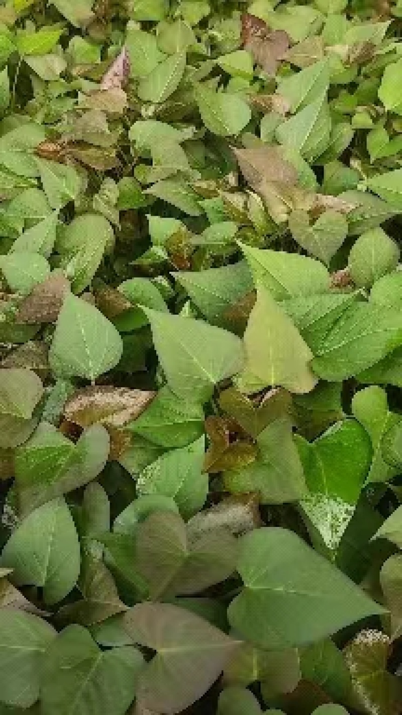 大量出售优质红薯苗-济薯苗烟薯25，品质保证，欢迎来电