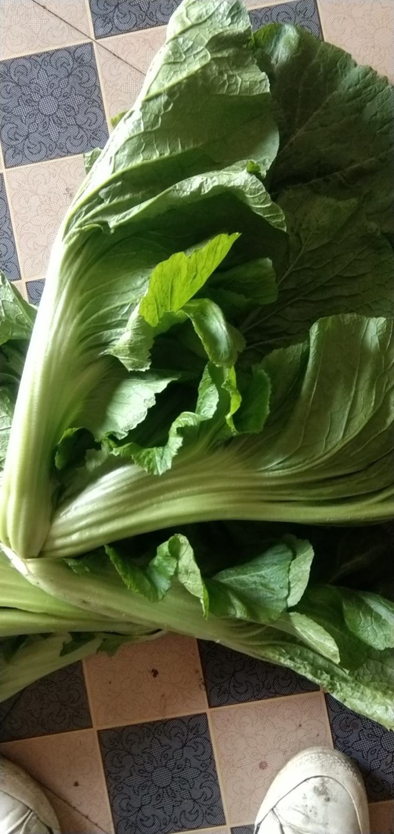 青菜