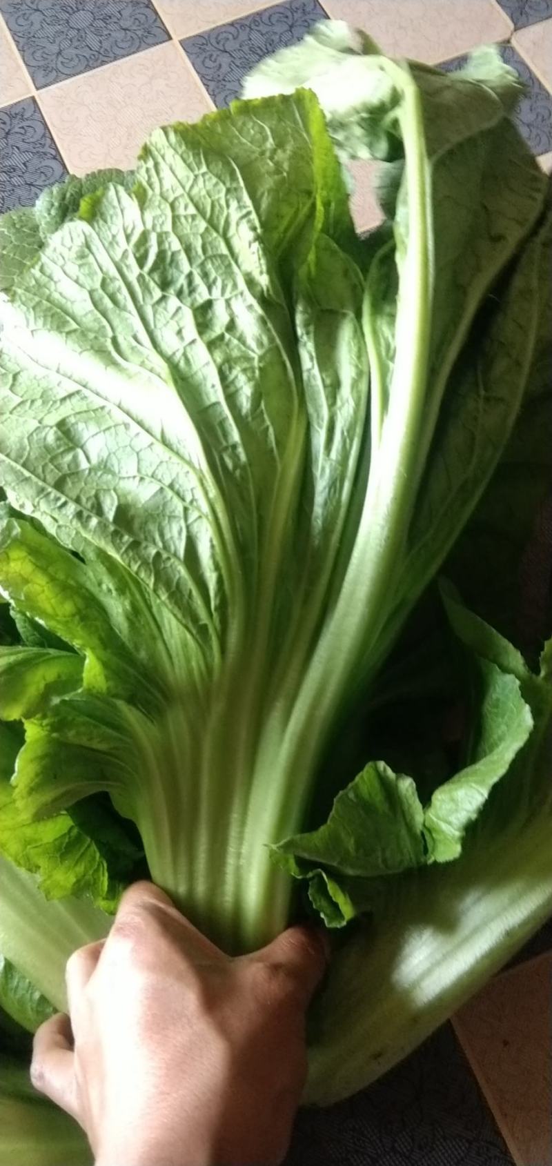 青菜