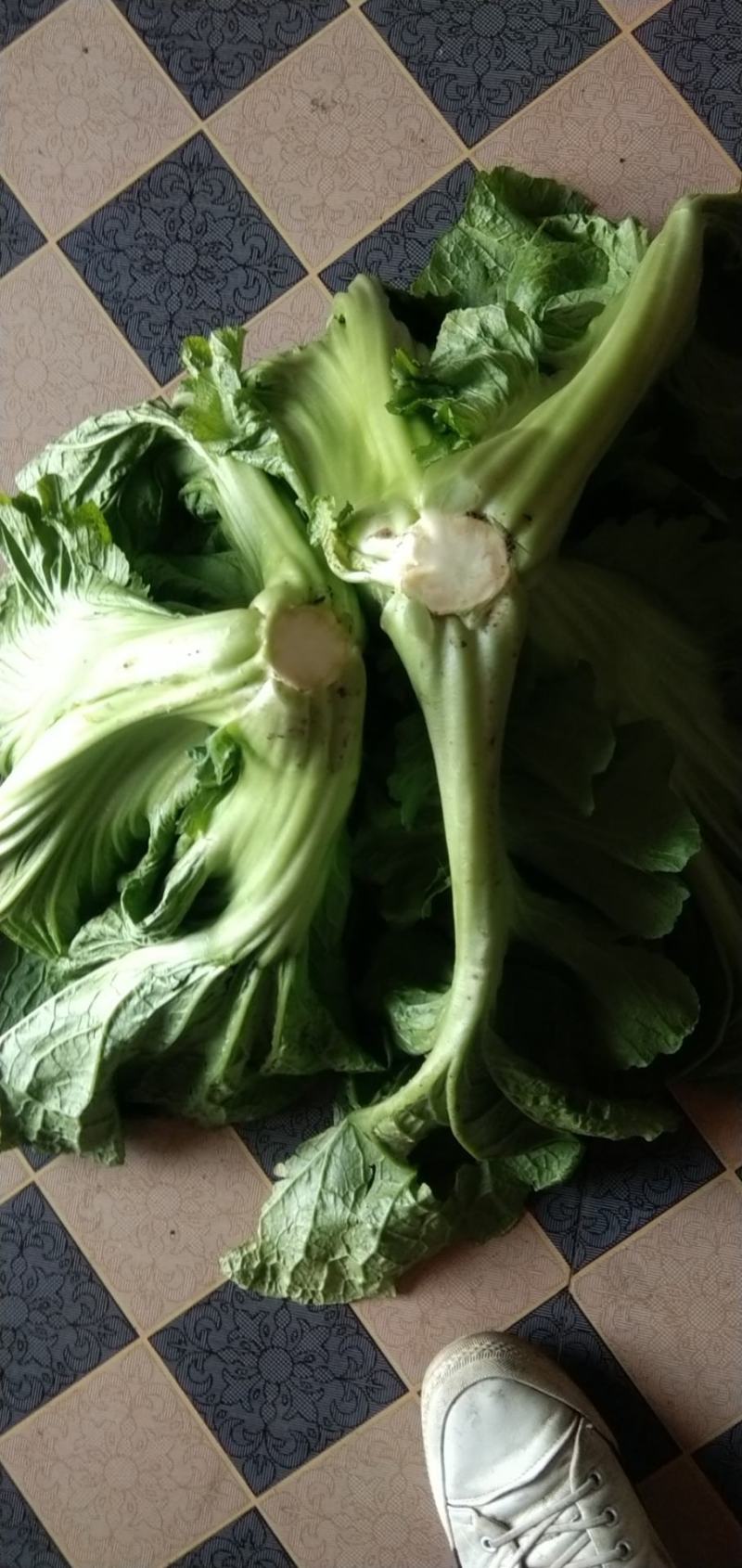 青菜