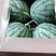 精品8424美都