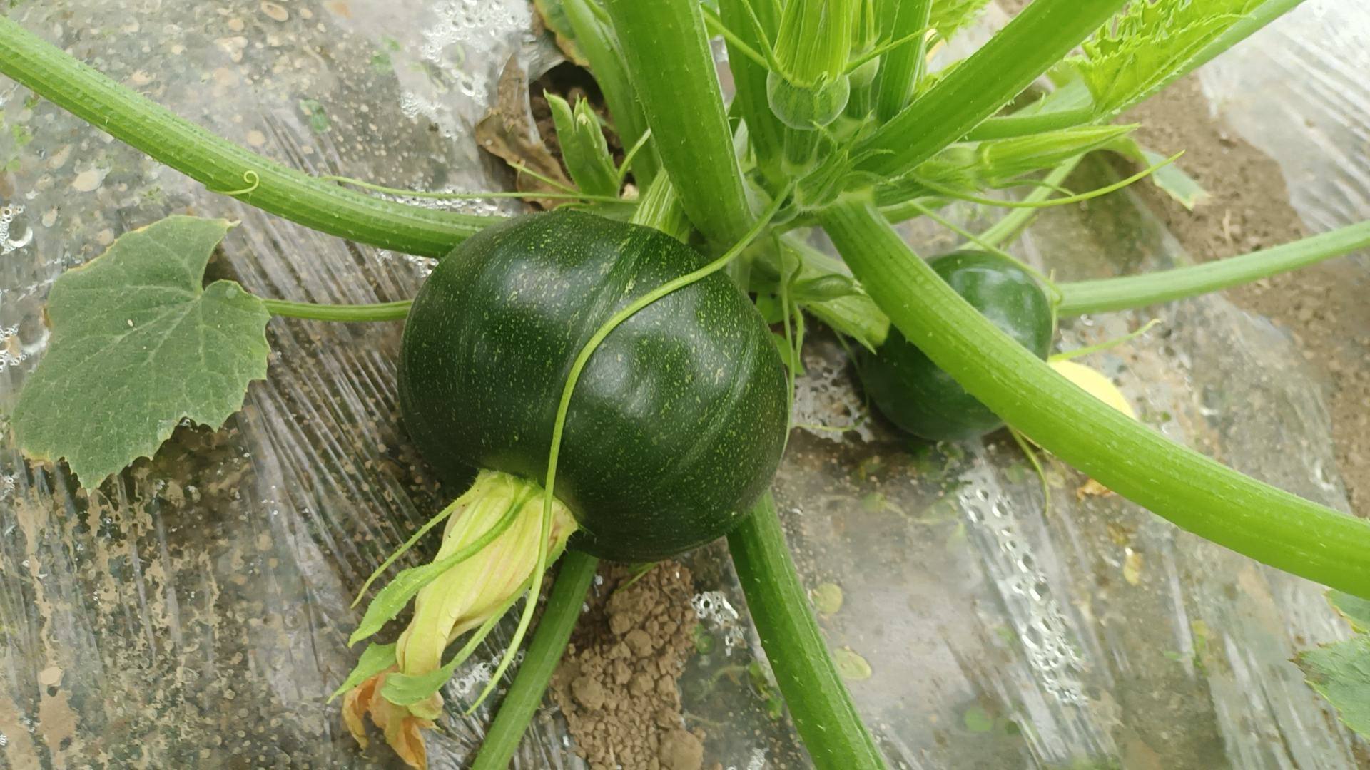 南瓜颠嫩芽特写