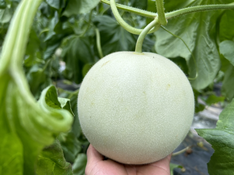 玉菇甜瓜在大棚内成熟待采收