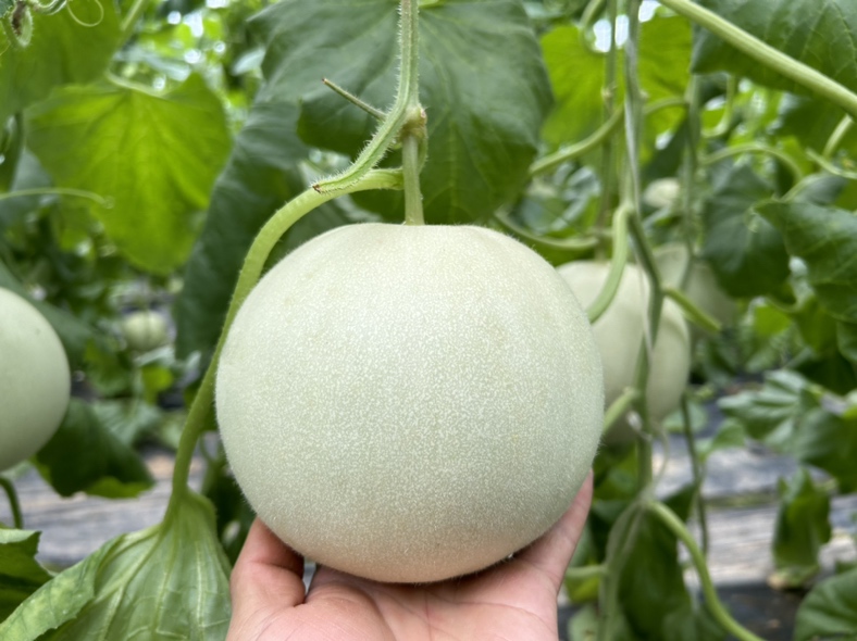 玉菇甜瓜与其他水果对比图