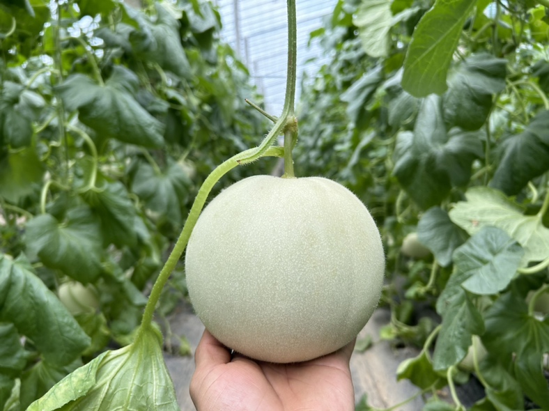 成熟的玉菇甜瓜正在被采摘,果实饱满,果皮洁白,具有良好的市场价值 玉菇甜瓜采收图