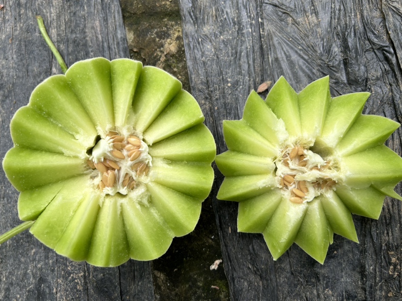 玉菇甜瓜切开展示果肉与果皮细节