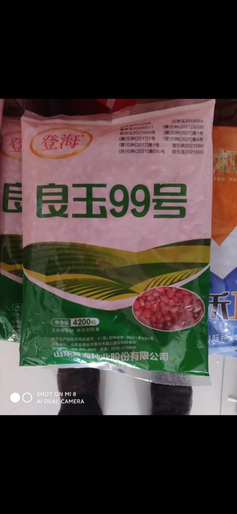 登海良玉99玉米种