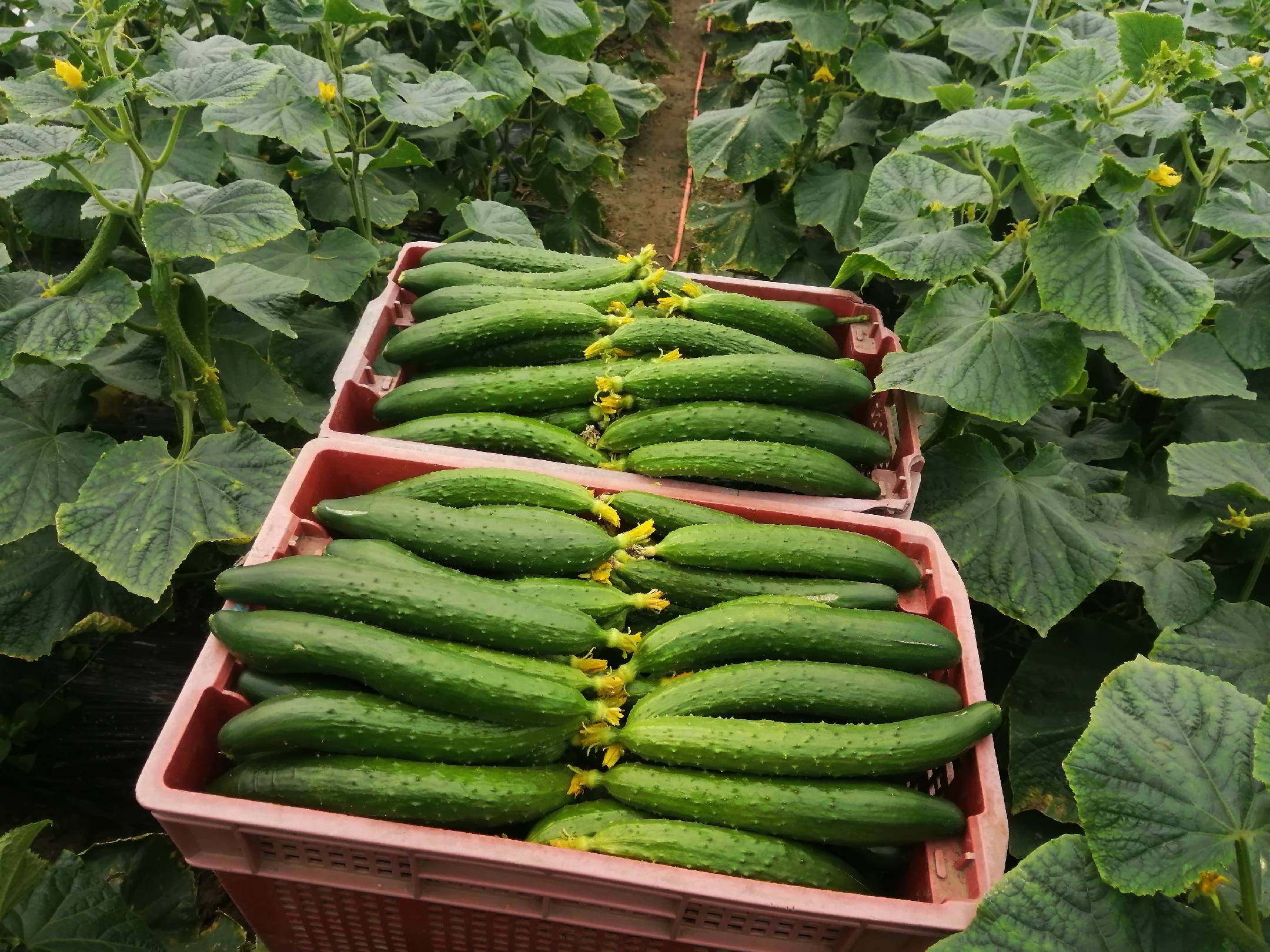 中国与荷兰黄瓜单产对比