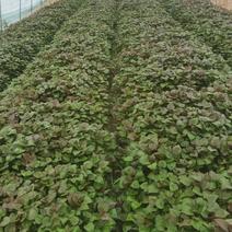 脱毒烟薯25红薯苗高剪苗原种苗货量大全国发成活率高产量高