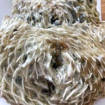 刺龟鱼皮刺豚皮海刺猬皮海胆皮干货海产品煲汤食材北海海