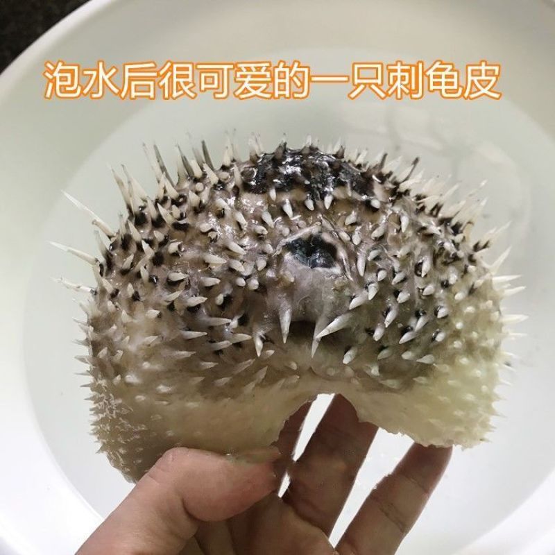 刺龟鱼皮刺豚皮海刺猬皮干货海产品煲汤食材北海海