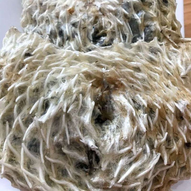 刺龟鱼皮刺豚皮海刺猬皮干货海产品煲汤食材北海海