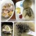 刺龟鱼皮刺豚皮海刺猬皮干货海产品煲汤食材北海海