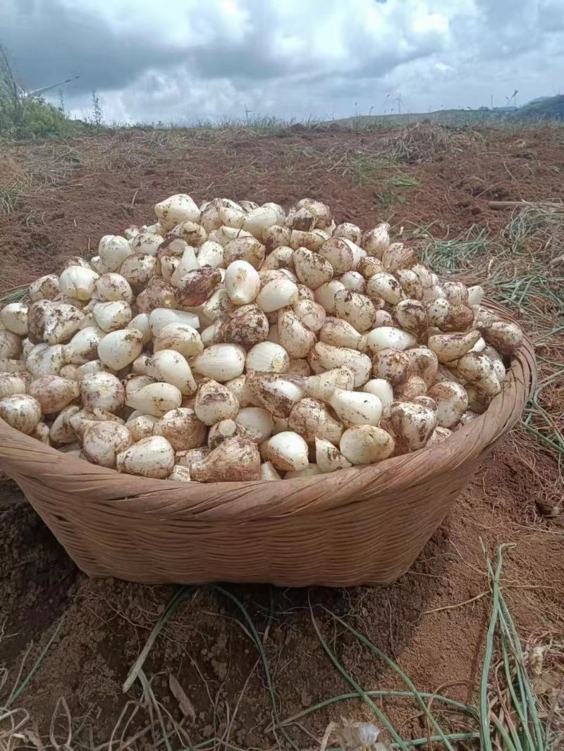 云南省红河州开远碑格藠头产地批发旱地藠头规格洗