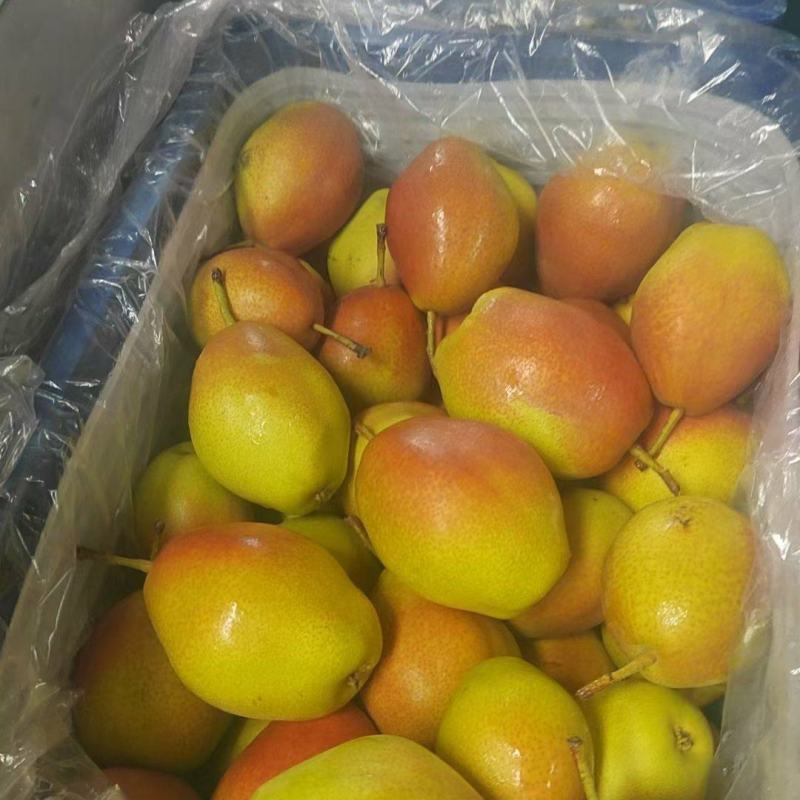 【推荐】精品红香酥梨大量供应视频看货量大从优精选