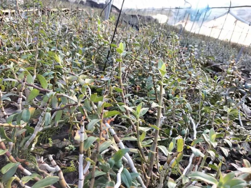 精品浙江品种软脚铁皮石斛鲜条粗壮胶质好少渣产地直发多规格