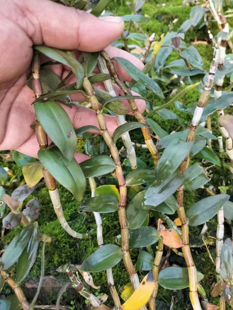 精品浙江品种软脚铁皮石斛鲜条粗壮胶质好少渣产地直发多规格