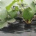 农用黑地膜除草保湿保温膜蔬菜果树地膜草莓专膜地膜包邮