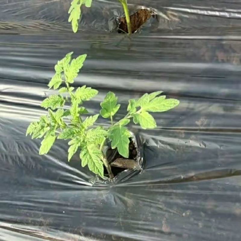 农用黑地膜除草保湿保温膜蔬菜果树地膜草莓专膜地膜包邮