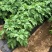 农用黑地膜除草保湿保温膜蔬菜果树地膜草莓专膜地膜包邮