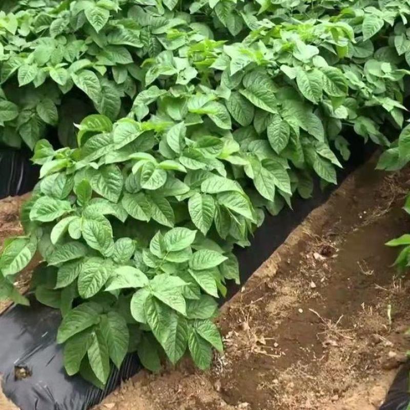 农用黑地膜除草保湿保温膜蔬菜果树地膜草莓专膜地膜包邮