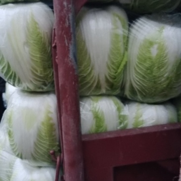 常年供应白菜