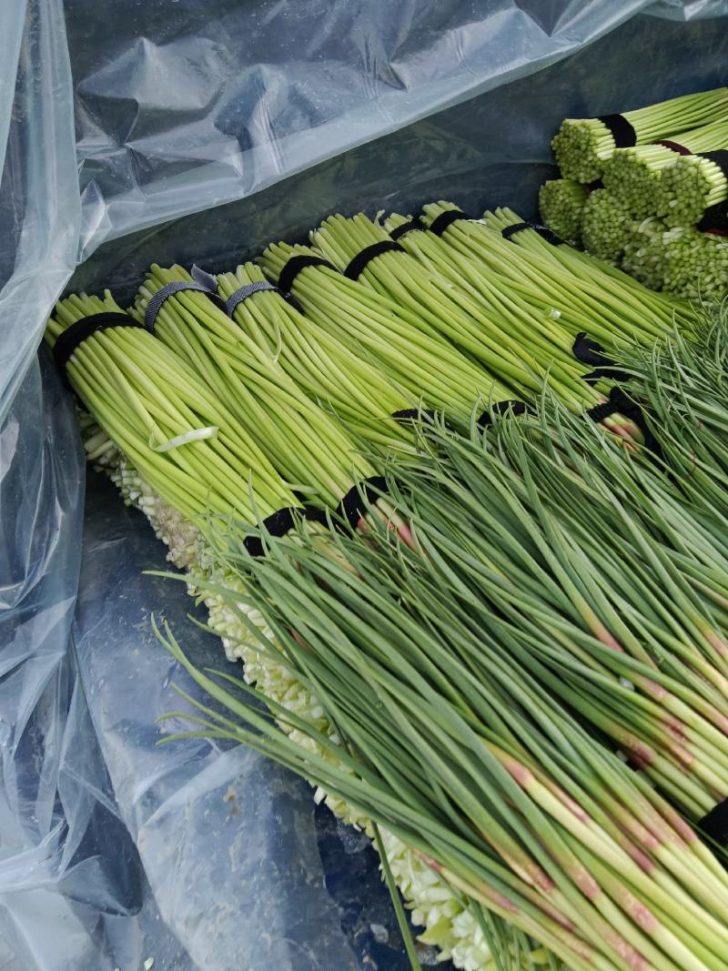 【蒜薹】精品红帽蒜薹小把均匀可加冰长期现货