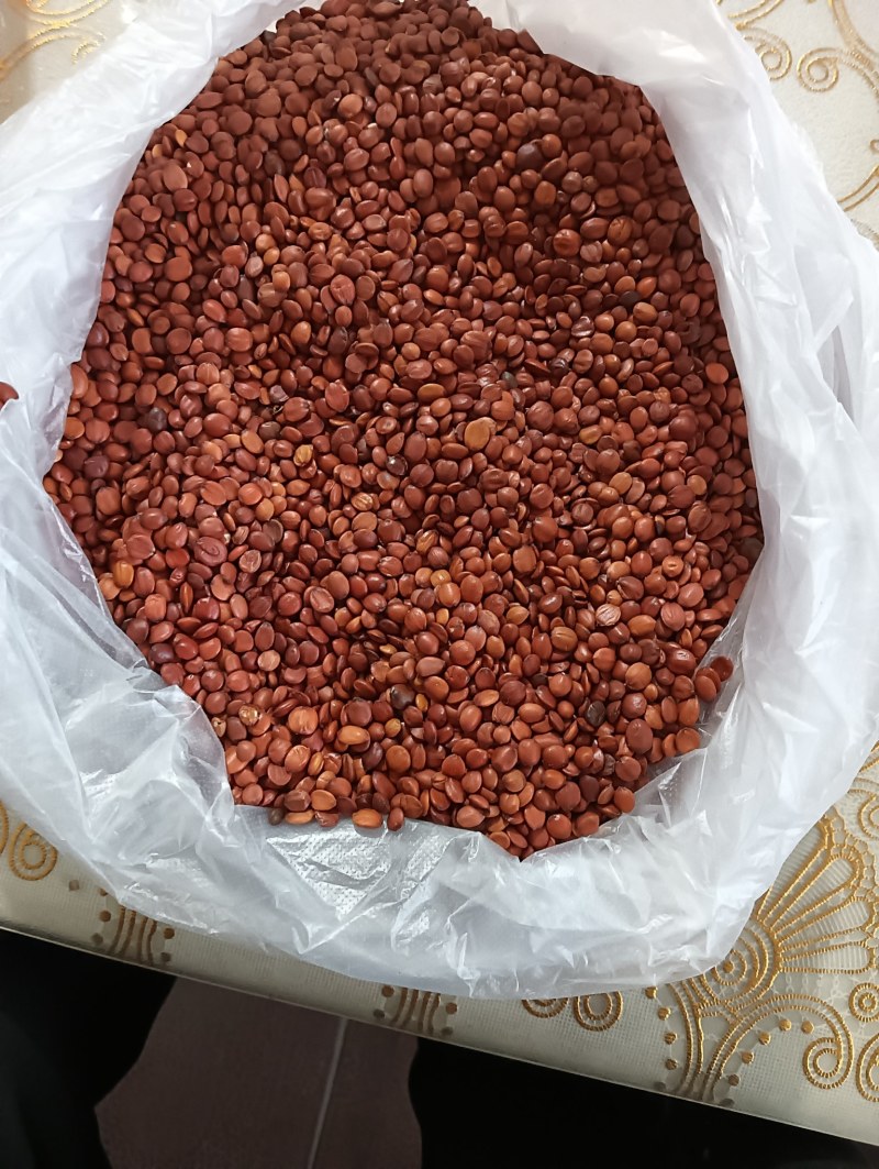 河北精品酸枣种子纯手工挑选粒粒饱满欢迎采购